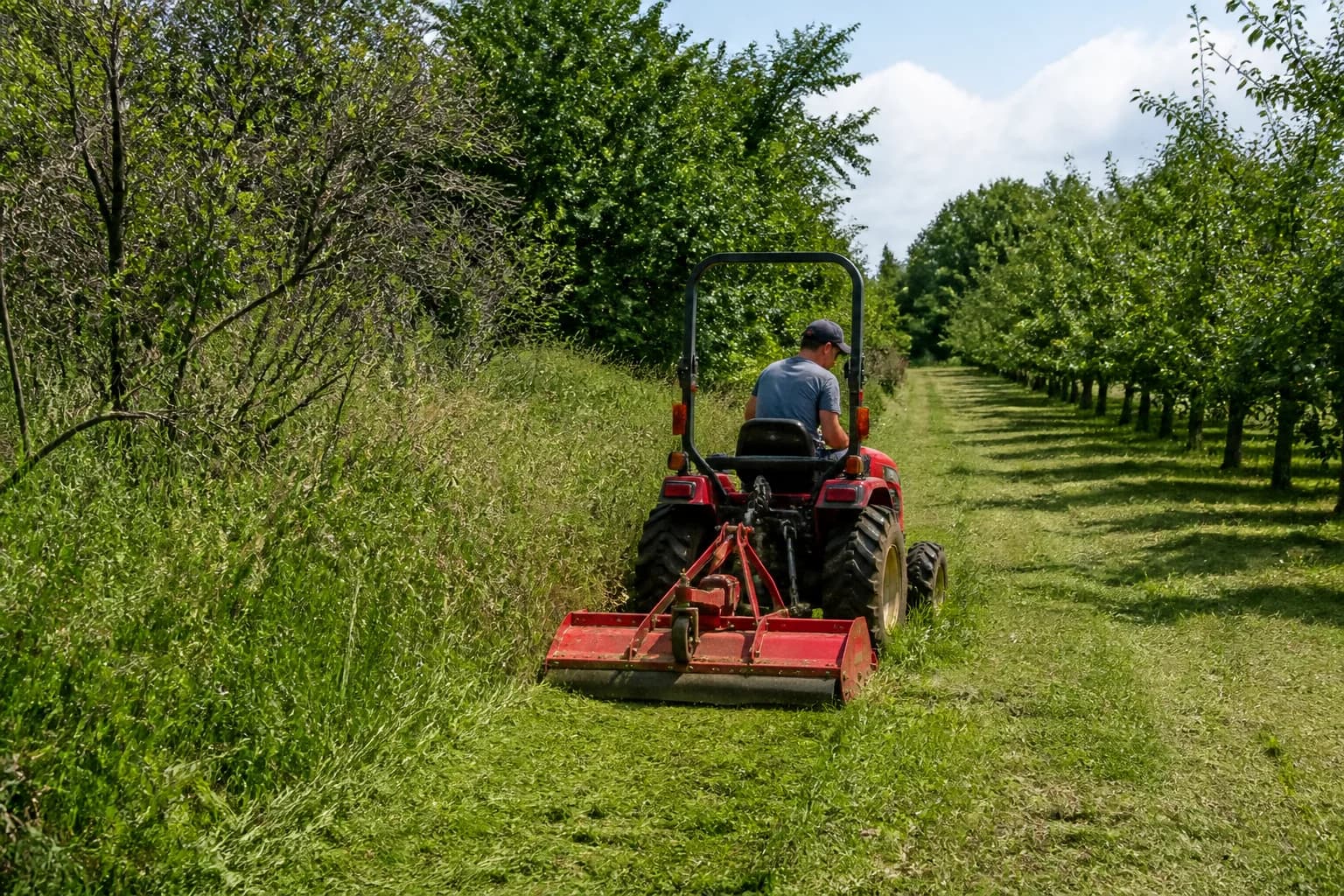 Malotraktor so zadným mulčovačom pracuje na rozhraní vysokej trávy a udržiavaného pásu v sade.
